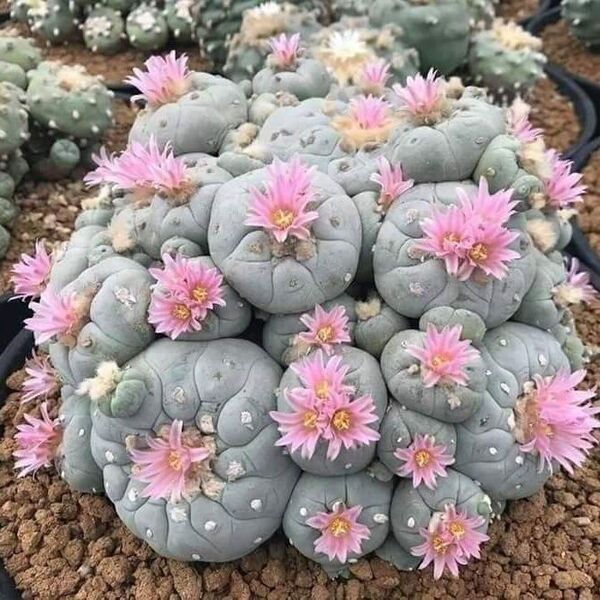 Peyote Kaktüsü