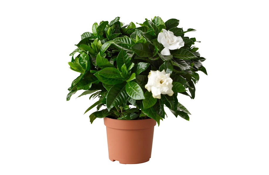 Gardenya
