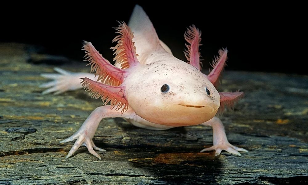 AKSOLOTL AXOLOTL