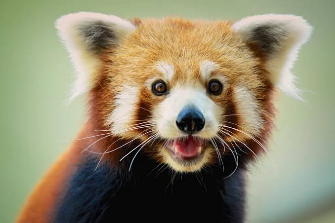 KIZIL PANDA