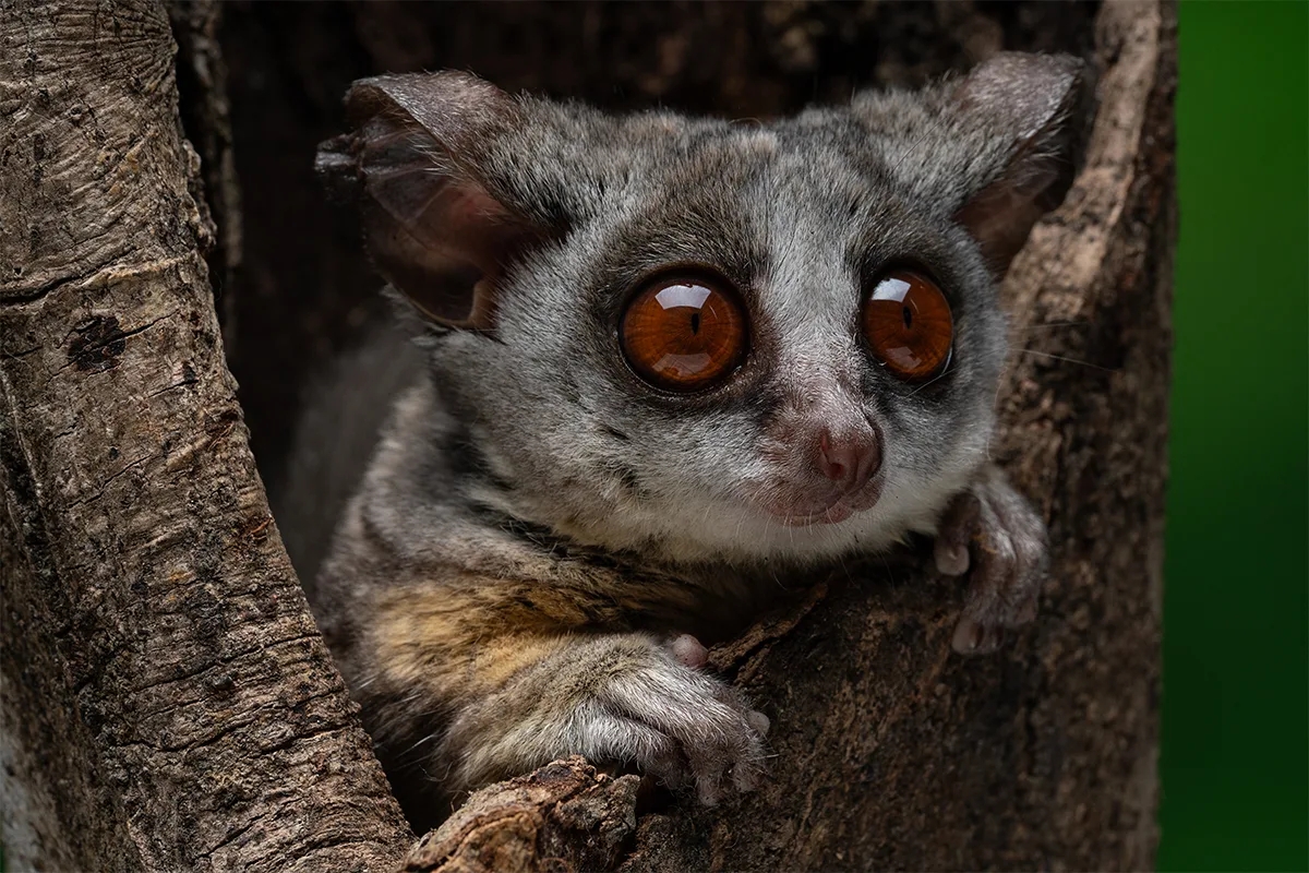 GALAGO ÇALI BEBEĞİ