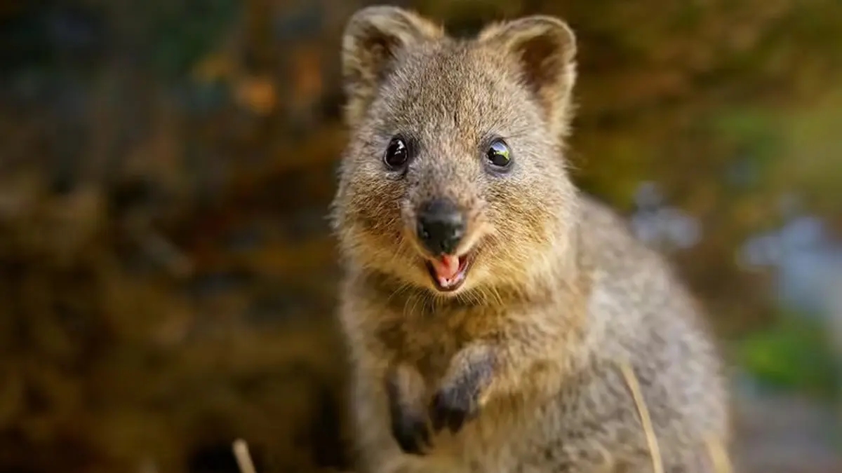 KUOKKA QUOKKA
