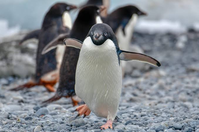 ADÉLİE PENGUENİ