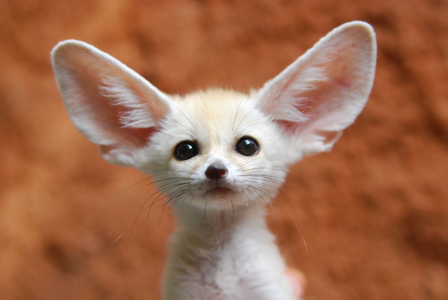 FENNEC TİLKİSİ ÇÖL TİLKİSİ