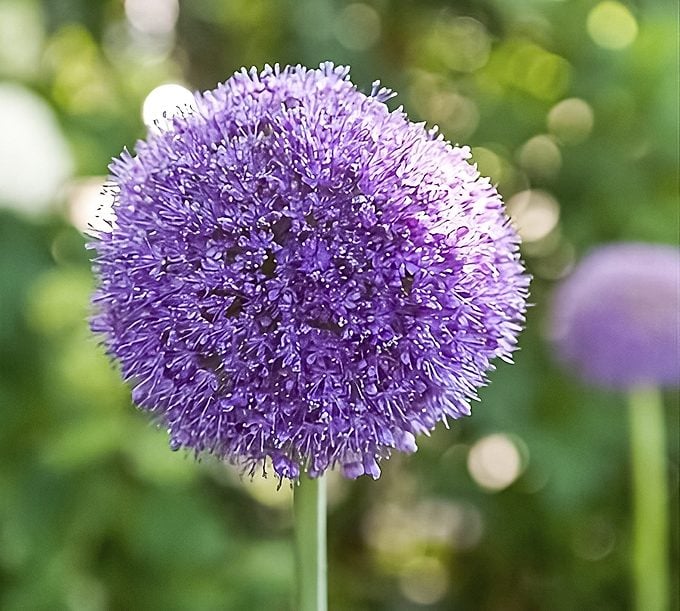Dev Allium