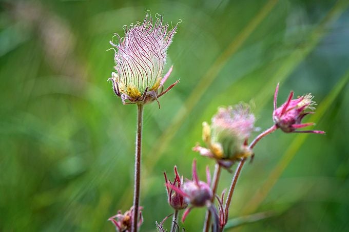 Prairie Smoke