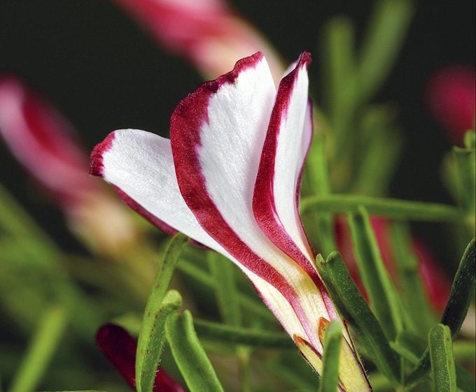 Yılan Başı Fritillary