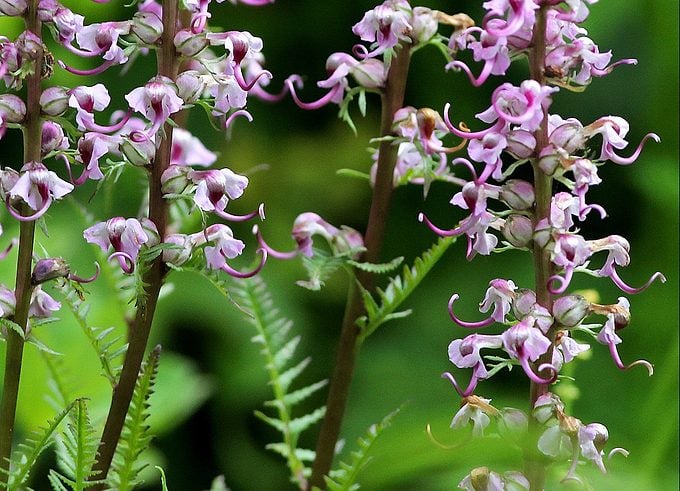 Filbaşı Lousewort
