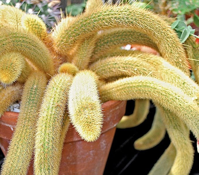 Tarantula Kaktüsü