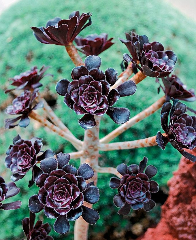 Kara Ağaç Aeonium