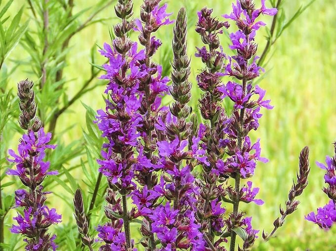 Mor Loosestrife