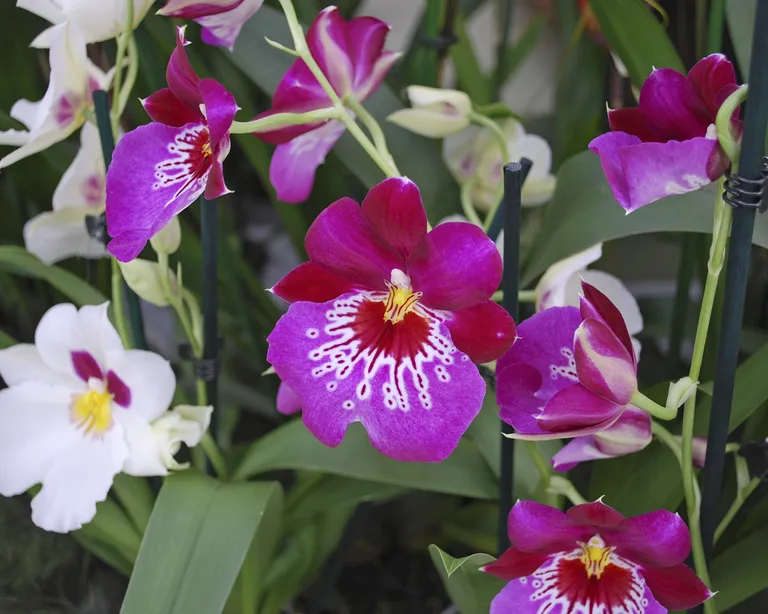 Miltonia Orkidesi