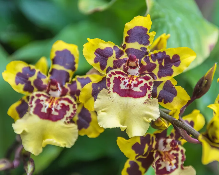 Oncidium Orkidesi