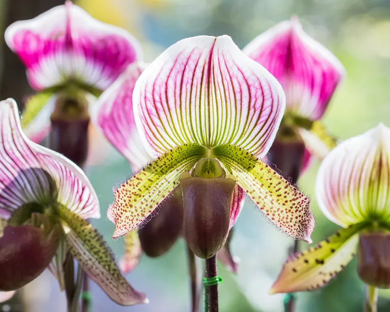 Paphiopedilum Orkidesi