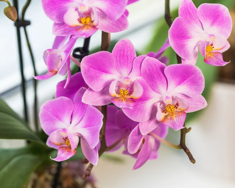 Phalaenopsis Orkidesi