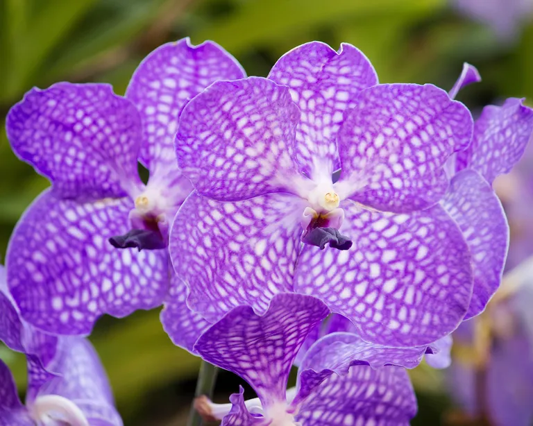 Vanda Orkidesi