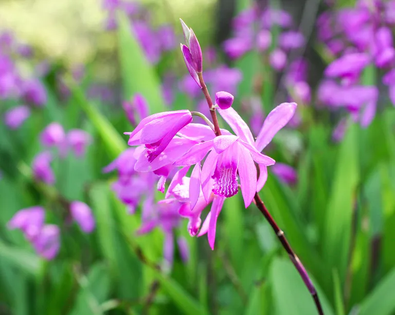 Bletilla Striata