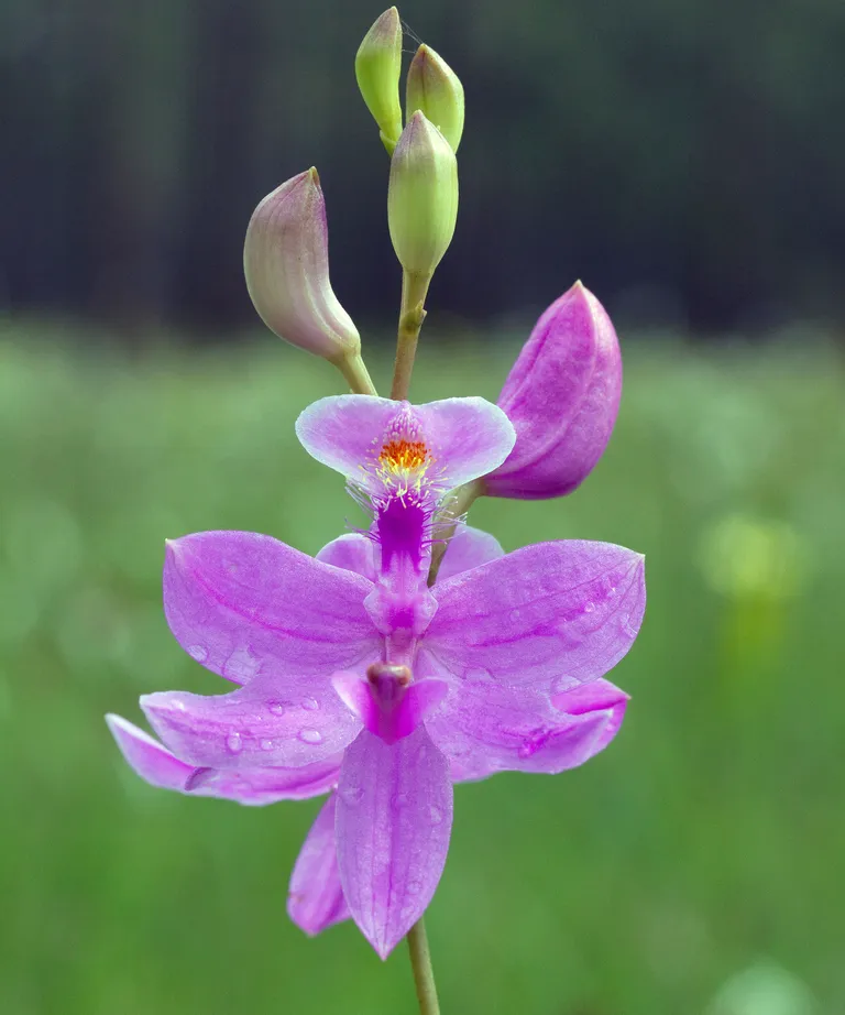 Calopogon Tuberosus Orkidesi