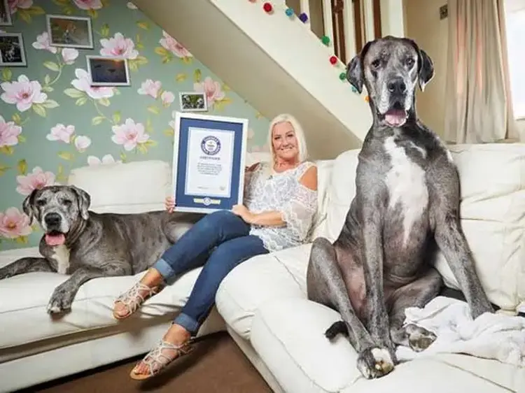 En uzun köpek
