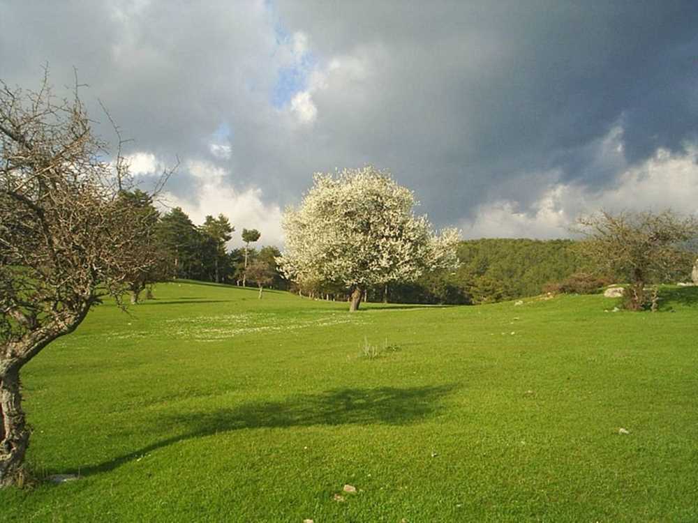 Kocayayla Piknik Alanı