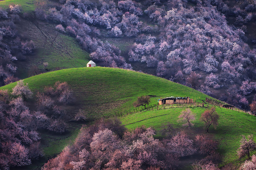 Yili Kayısı Vadisi Çin