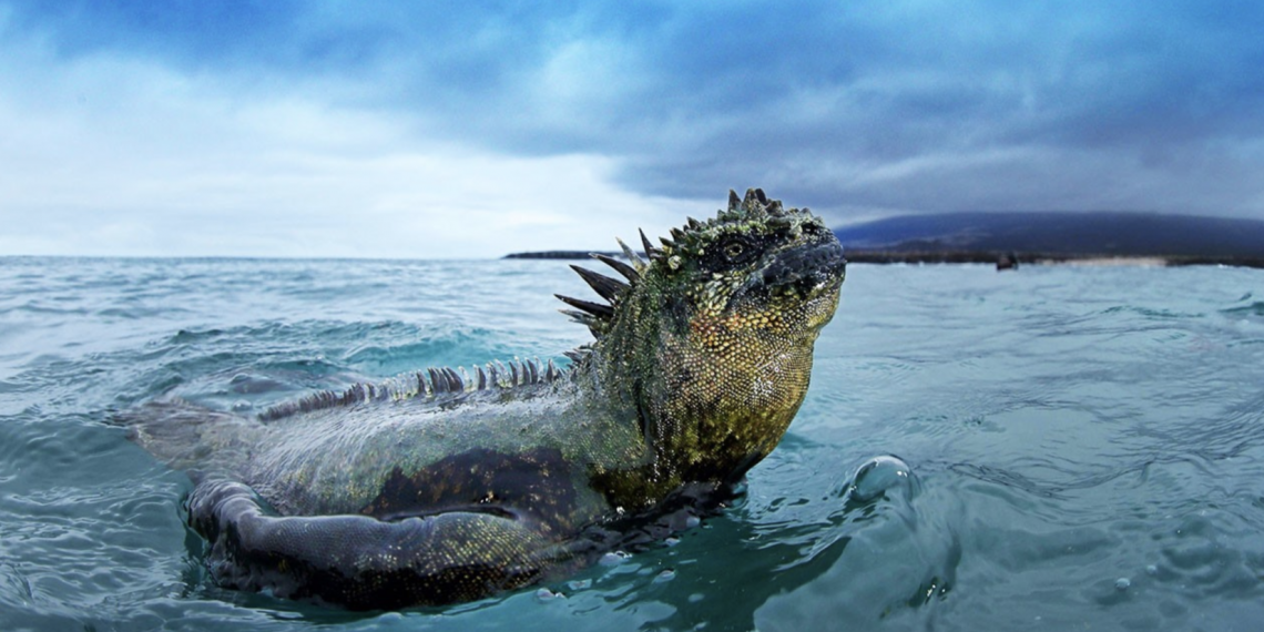 Galápagos Adaları nda hayvanlar âlemi ile iç içe olun