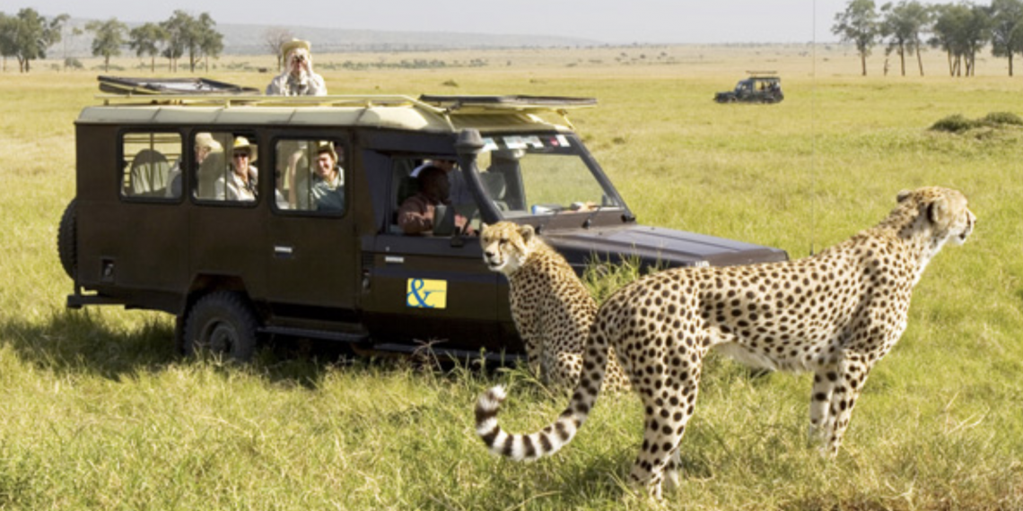 Güney Afrika da bir safari esnasında Büyük Beşli yi görün