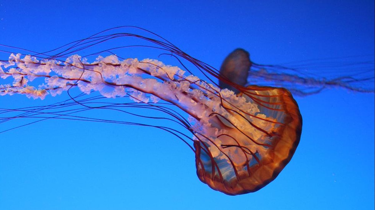 Deniz Anemonu