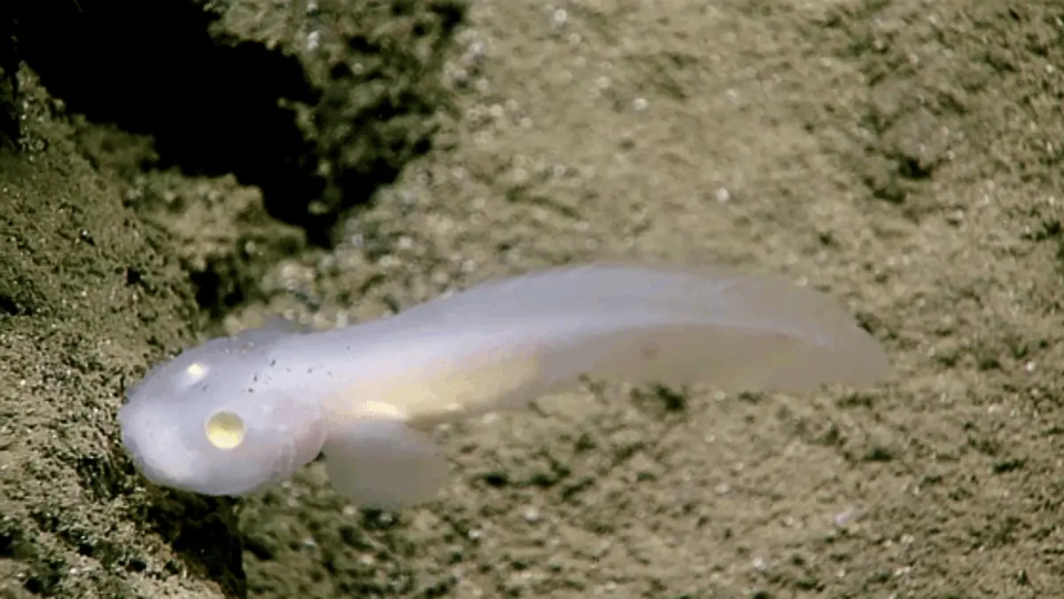 Aphyonid