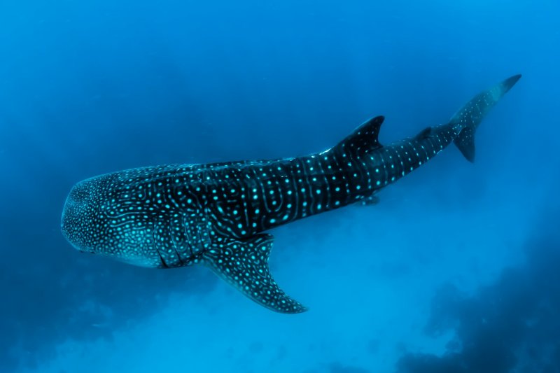 Balina Köpekbalığı Ocean daki En Büyük Balık