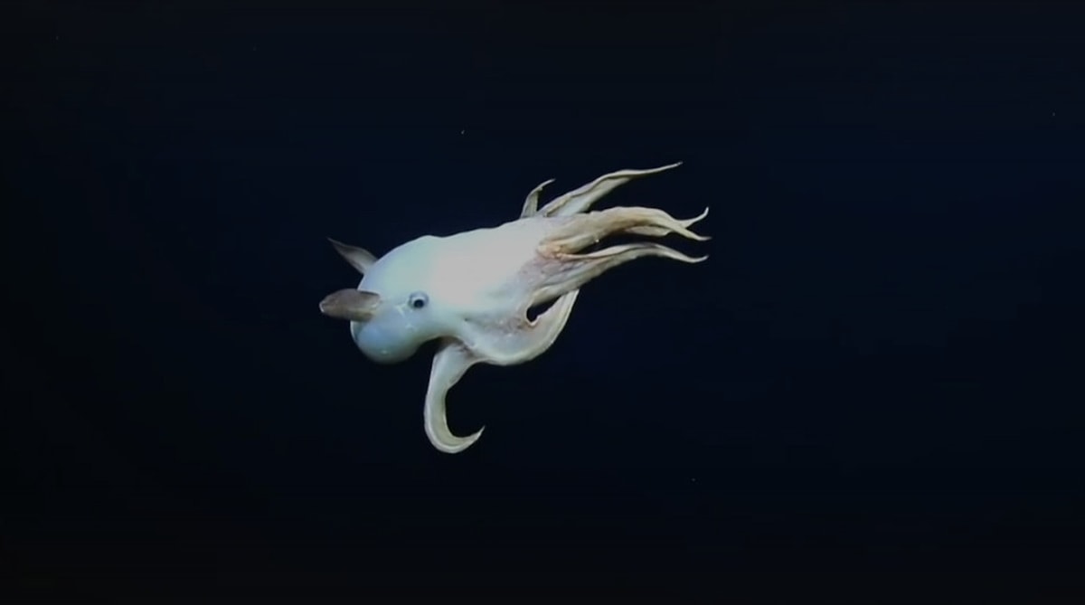 Dumbo Ahtapotu