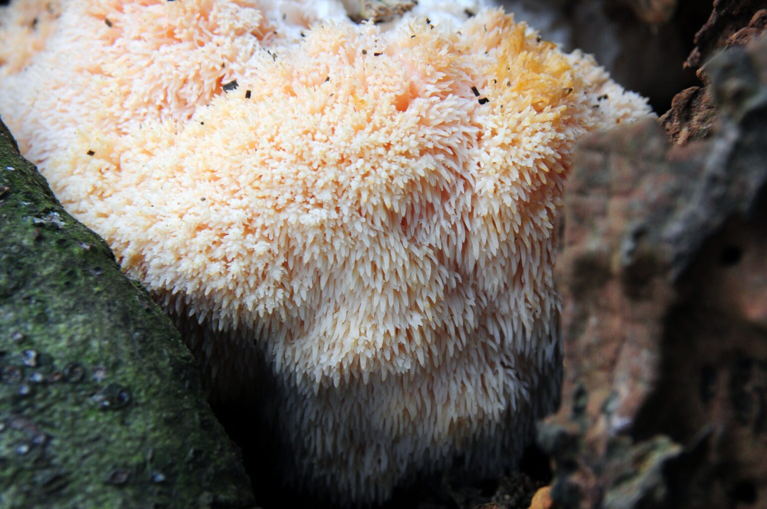 Hericium erinaceus