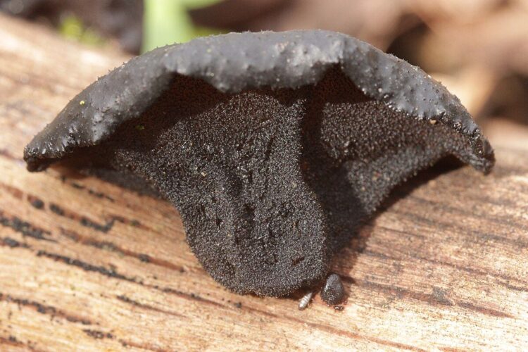 Exidia glandulosa