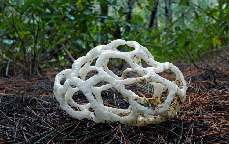 Ileodictyon cibarium