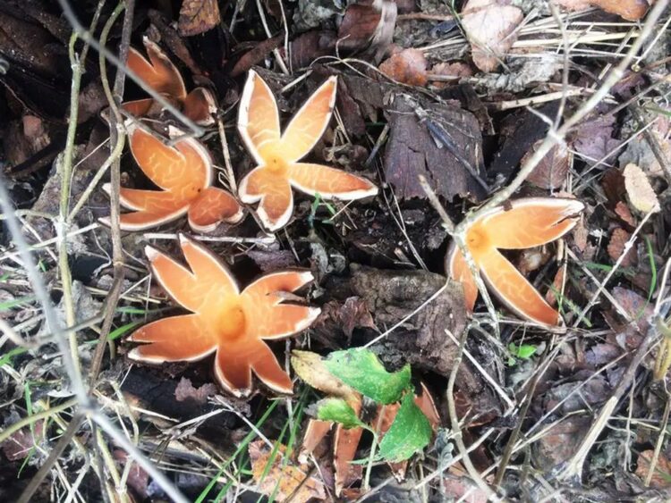 Chorioactis geaster