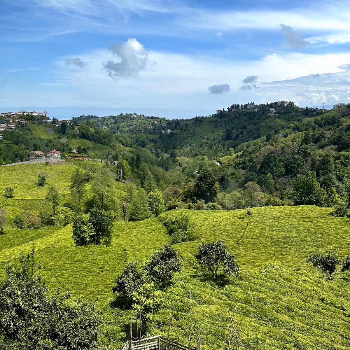 Karadeniz Çay Tarlaları Rize Manzarası