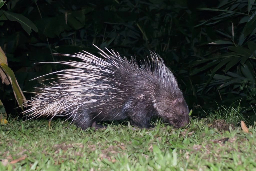 Pelerinli Kirpi