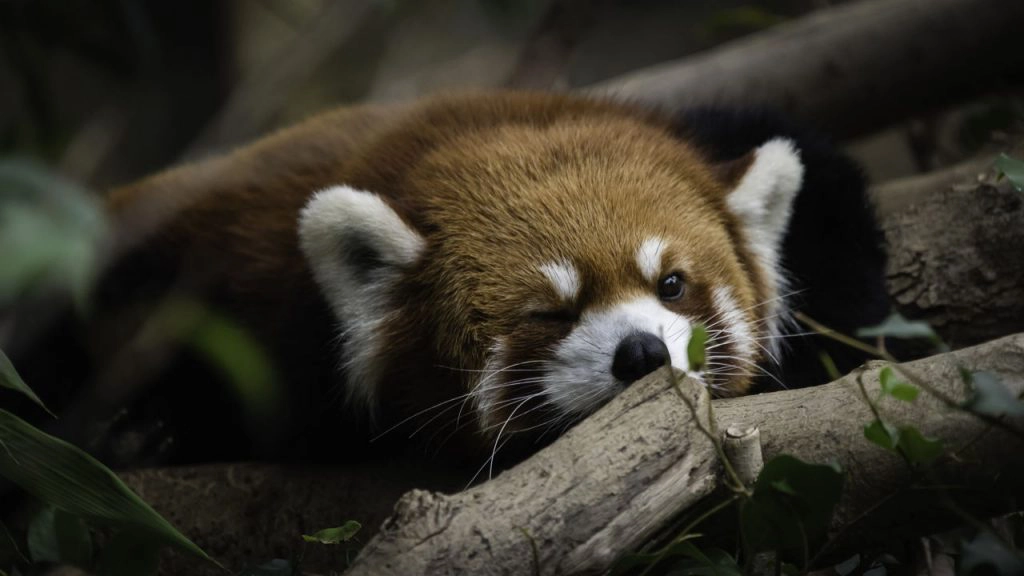Kırmızı Panda