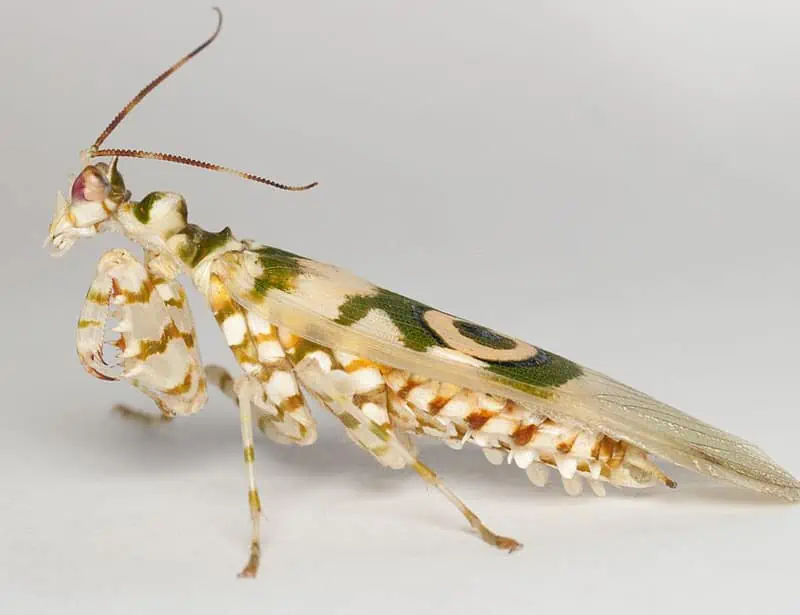 Dikenli Çiçek Mantis