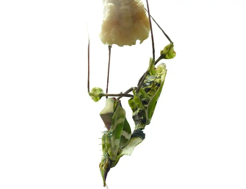 Şeytan Çiçeği Mantis