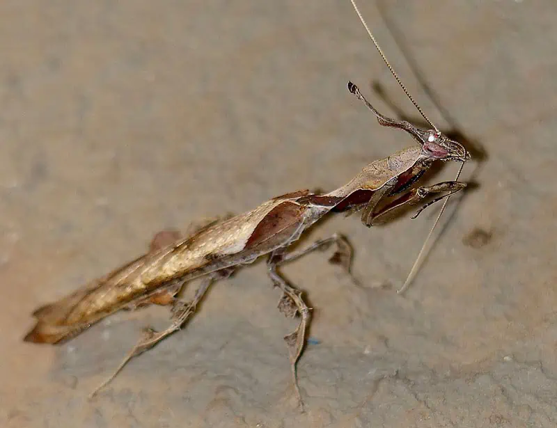 Hayalet Mantis