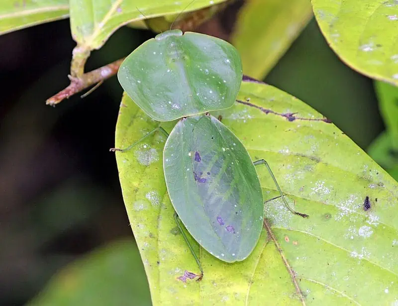 Kalkan Mantis