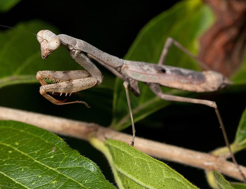 Carolina mantis