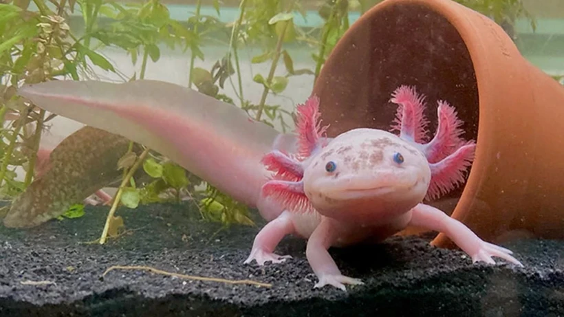 AKSOLOTL