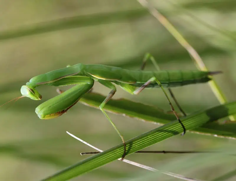 Avrupa Mantis