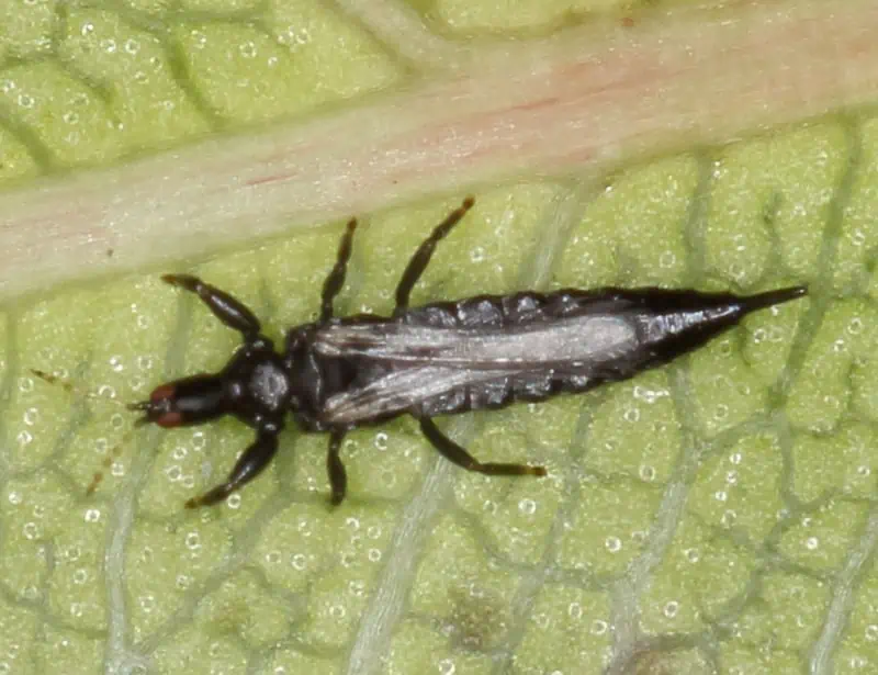 Thrips