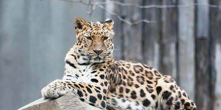 Amur Leoparı