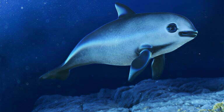 Vaquita