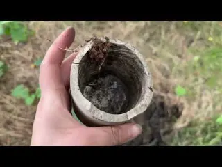 For 100 Years the Trees Hid These Treasures Until Now