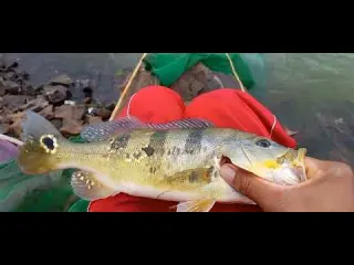 Pescaria de tilapia a produção tá aumentando e os bambu